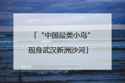 “中国最美小鸟”现身武汉新洲沙河