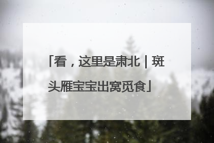 看，这里是肃北｜斑头雁宝宝出窝觅食