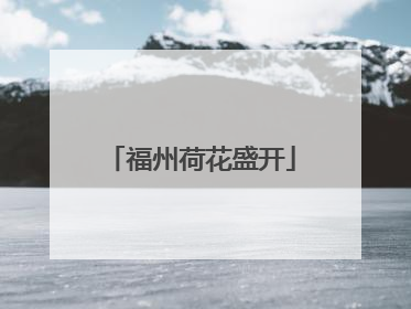 福州荷花盛开