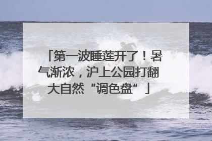 第一波睡莲开了！暑气渐浓，沪上公园打翻大自然“调色盘”