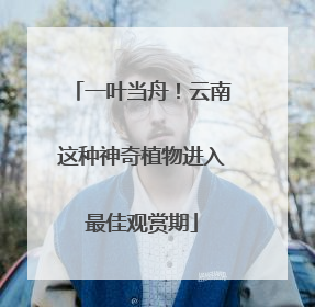 一叶当舟！云南这种神奇植物进入最佳观赏期