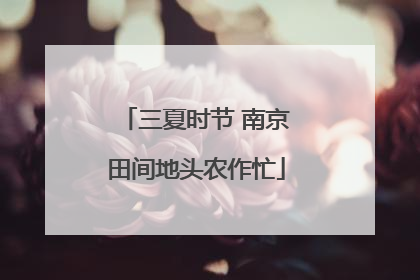 三夏时节 南京田间地头农作忙