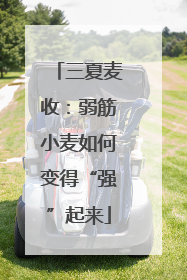 三夏麦收：弱筋小麦如何变得“强”起来