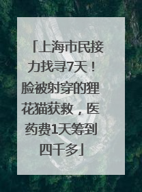 上海市民接力找寻7天！脸被射穿的狸花猫获救，医药费1天筹到四千多