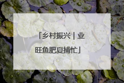 乡村振兴｜业旺鱼肥夏捕忙