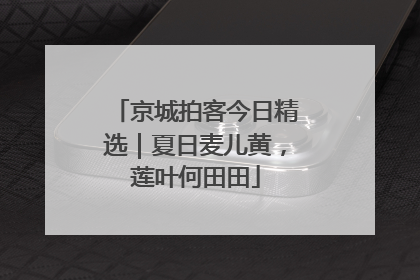 京城拍客今日精选｜夏日麦儿黄，莲叶何田田