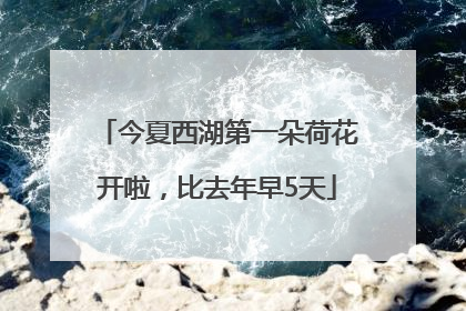 今夏西湖第一朵荷花开啦，比去年早5天
