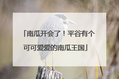 南瓜开会了！平谷有个可可爱爱的南瓜王国
