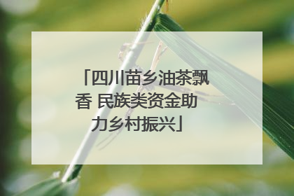 四川苗乡油茶飘香 民族类资金助力乡村振兴