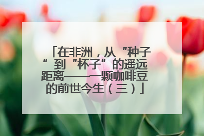 在非洲，从“种子”到“杯子”的遥远距离——一颗咖啡豆的前世今生（三）