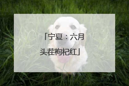 宁夏：六月头茬枸杞红