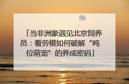 当非洲象遇见北京饲养员：看劳模如何破解“吨位萌宠”的养成密码