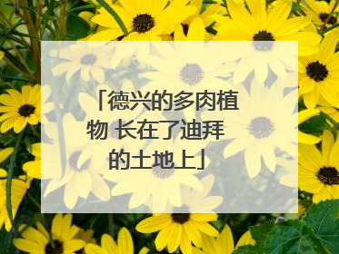 德兴的多肉植物 长在了迪拜的土地上