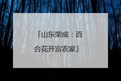 山东荣成：百合花开富农家