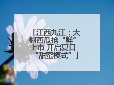 江西九江：大棚西瓜抢“鲜”上市 开启夏日“甜蜜模式”