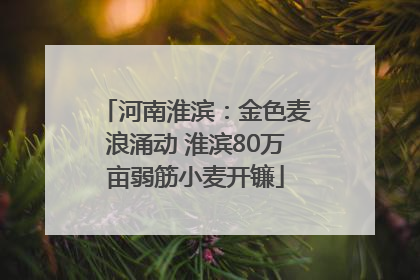 河南淮滨：金色麦浪涌动 淮滨80万亩弱筋小麦开镰