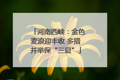 河南西峡：金色麦浪迎丰收 多措并举保“三夏”
