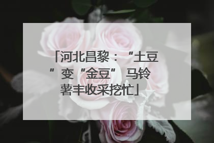 河北昌黎：“土豆”变“金豆” 马铃薯丰收采挖忙