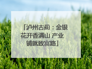 泸州古蔺：金银花开香满山 产业铺就致富路