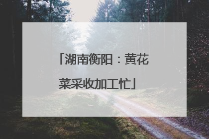 湖南衡阳：黄花菜采收加工忙