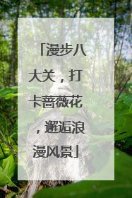 漫步八大关，打卡蔷薇花，邂逅浪漫风景