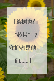 茶树也有“芯片”？守护者是他们……