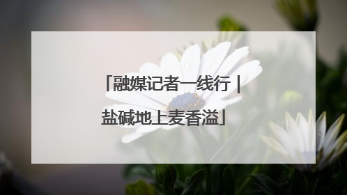 融媒记者一线行｜盐碱地上麦香溢