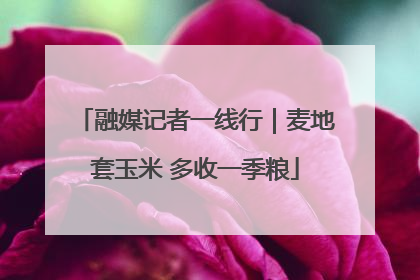 融媒记者一线行｜麦地套玉米 多收一季粮