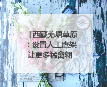 西藏羌塘草原：设置人工鹰架 让更多猛禽翱翔天空