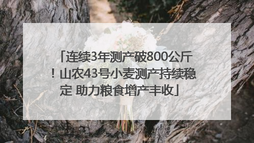 连续3年测产破800公斤！山农43号小麦测产持续稳定 助力粮食增产丰收