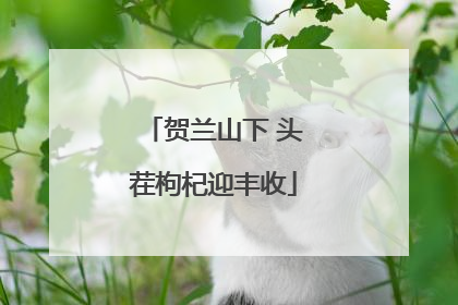贺兰山下 头茬枸杞迎丰收
