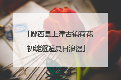 郧西县上津古镇荷花初绽邂逅夏日浪漫