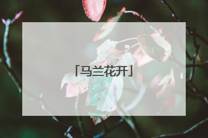 马兰花开