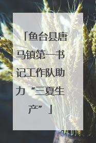 鱼台县唐马镇第一书记工作队助力“三夏生产”
